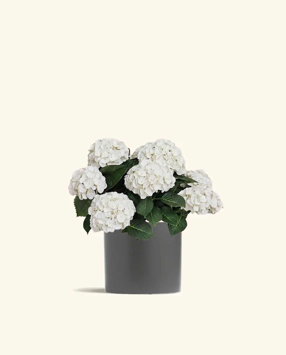 White Hydrangea - Image 3