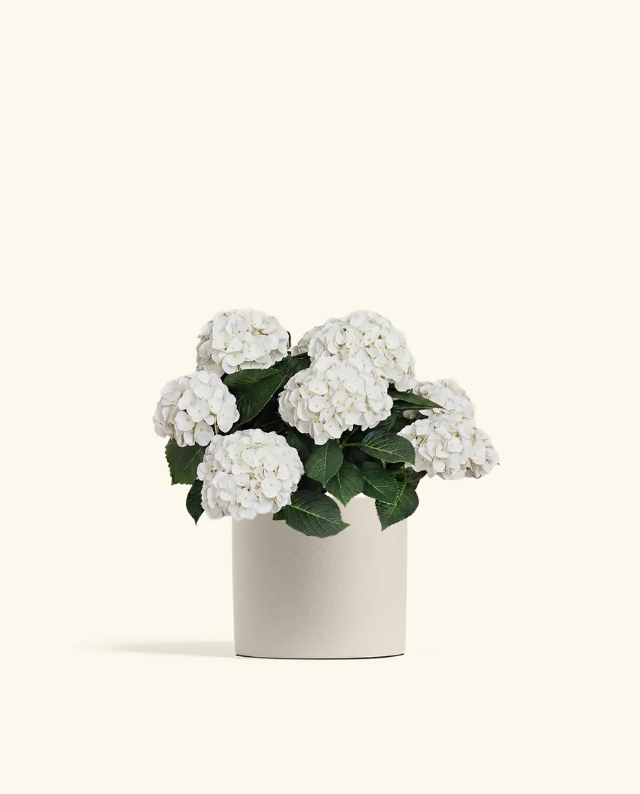 White Hydrangea - Image 4
