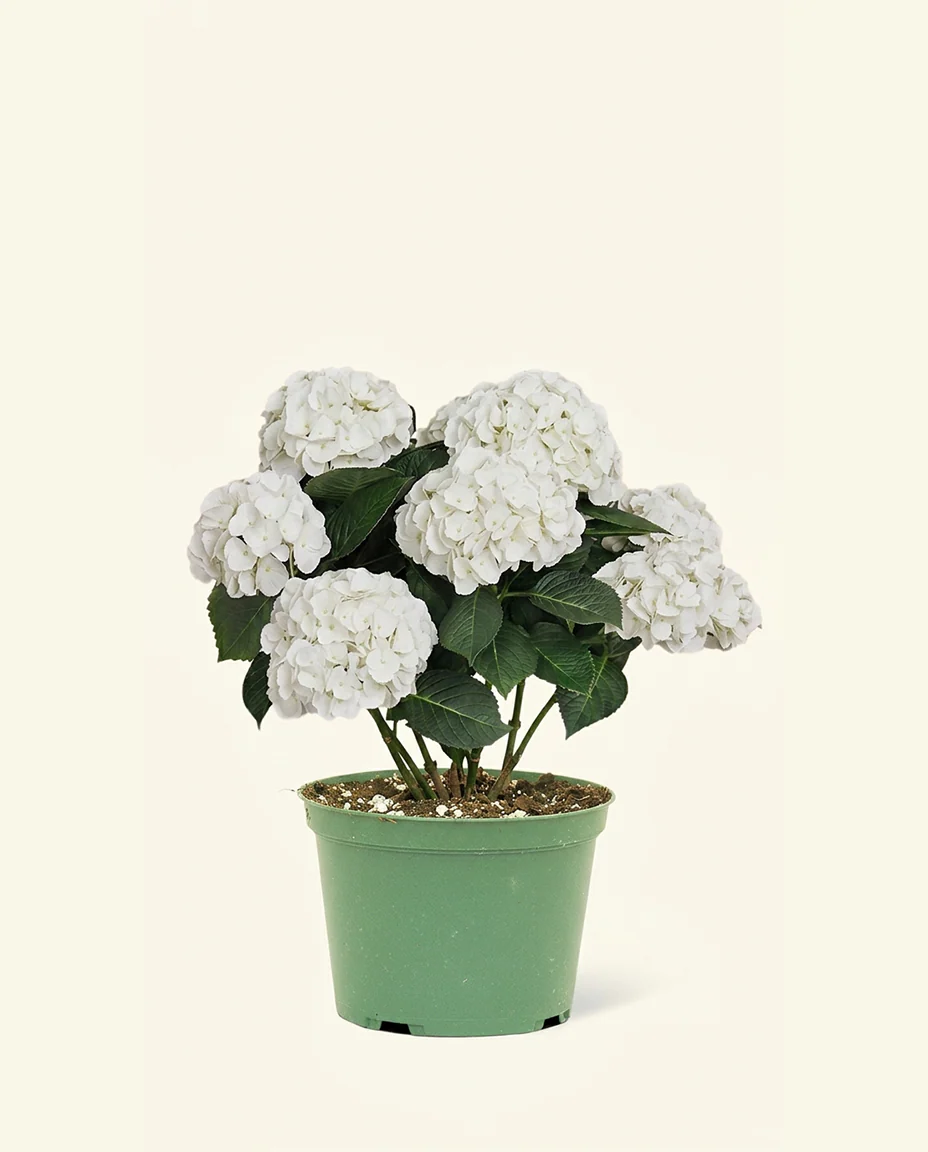 White Hydrangea - Image 5