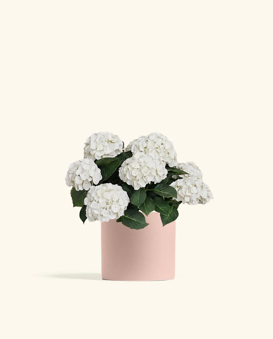 White Hydrangea - Image 6