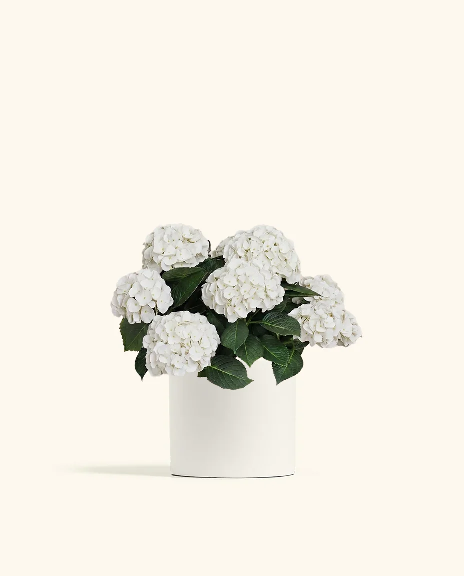 White Hydrangea - Image 7