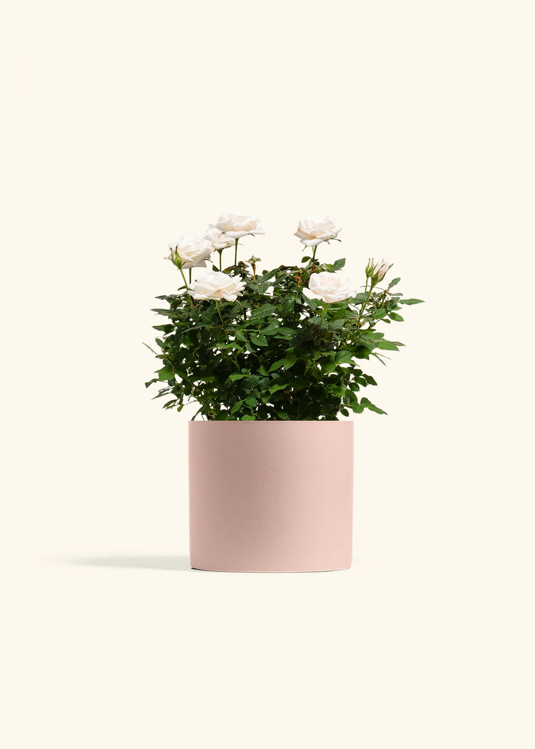 White Mini Rose - Image 10