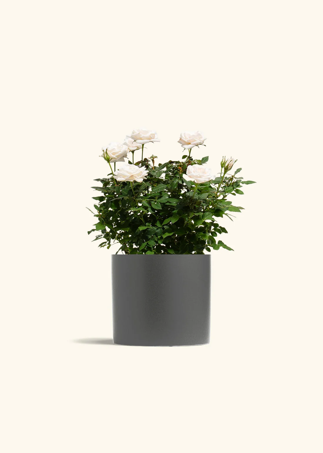 White Mini Rose - Image 11