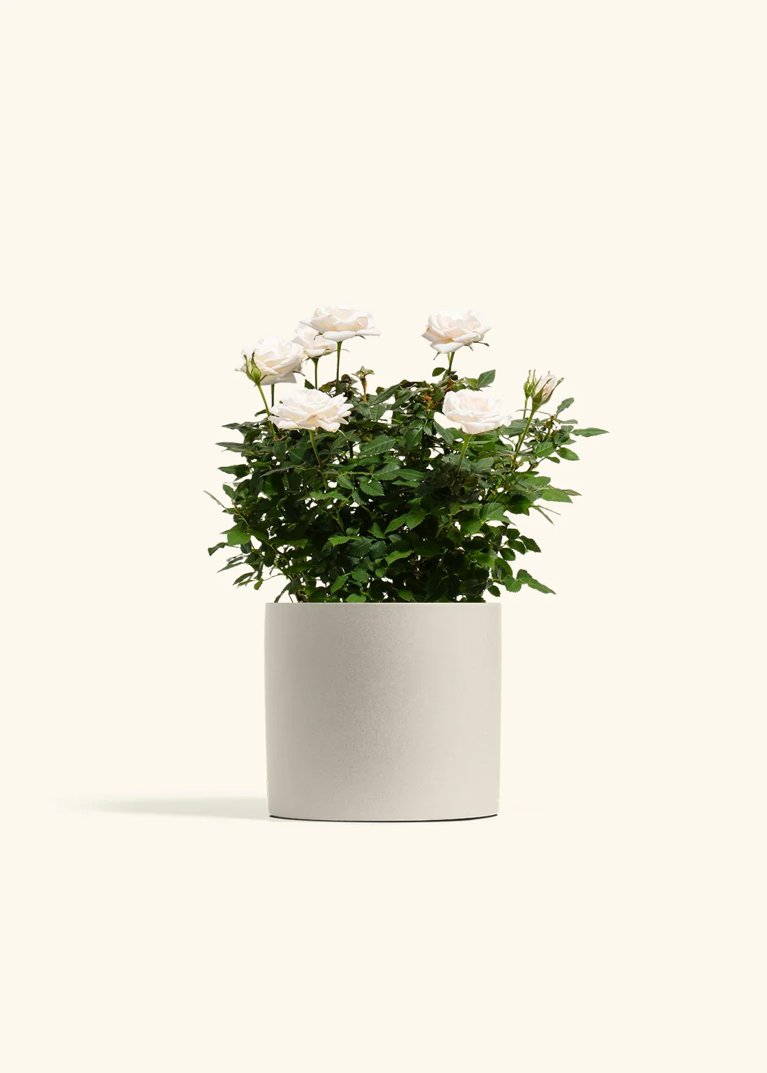White Mini Rose - Image 12