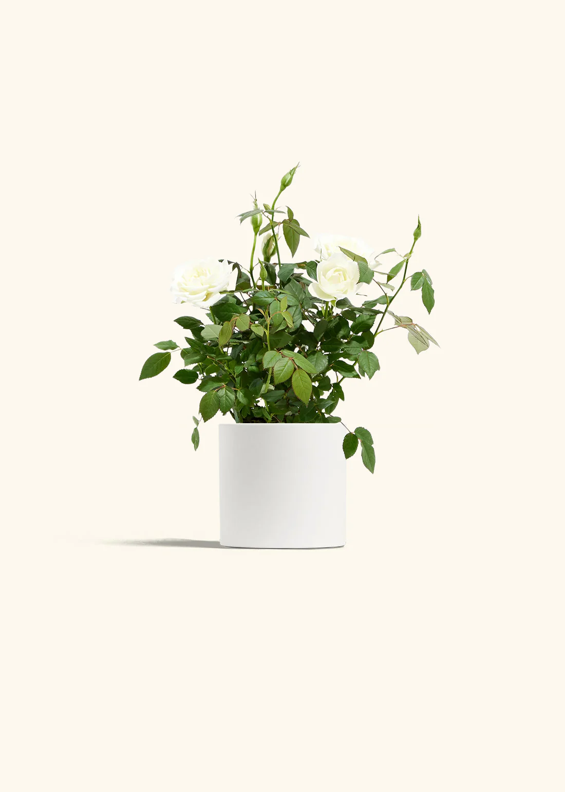 White Mini Rose - Image 2