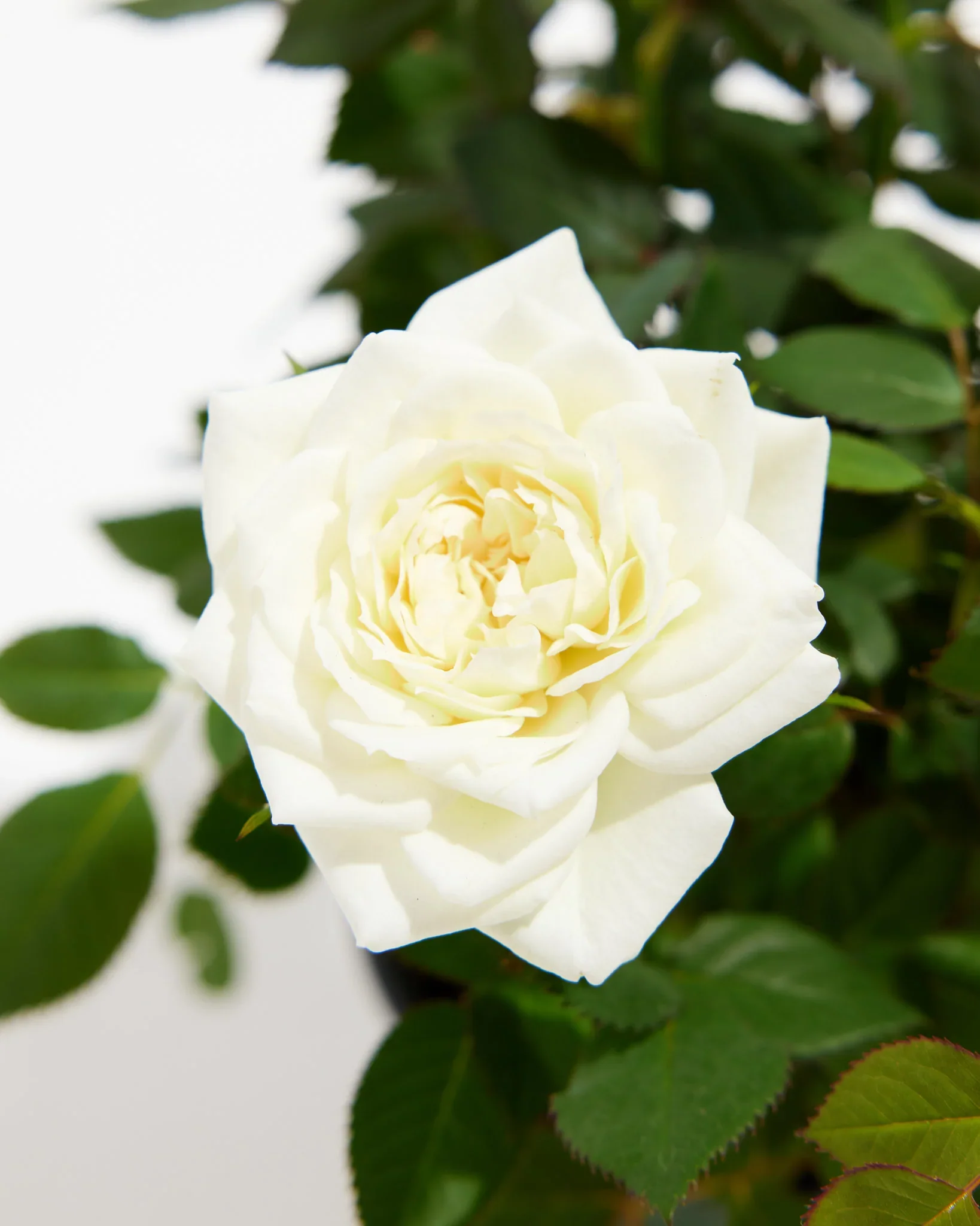 White Mini Rose - Image 6
