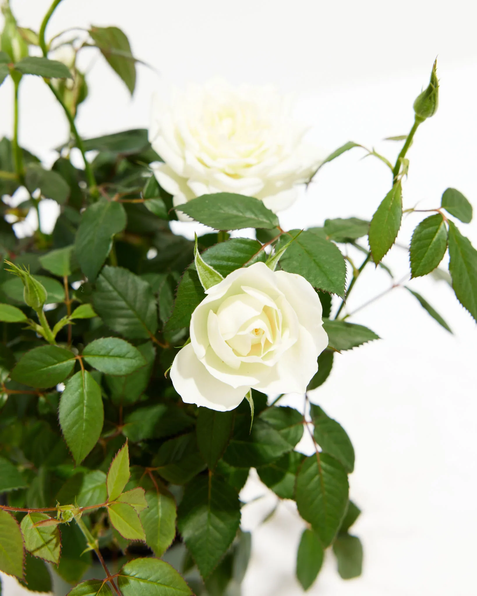 White Mini Rose - Image 7