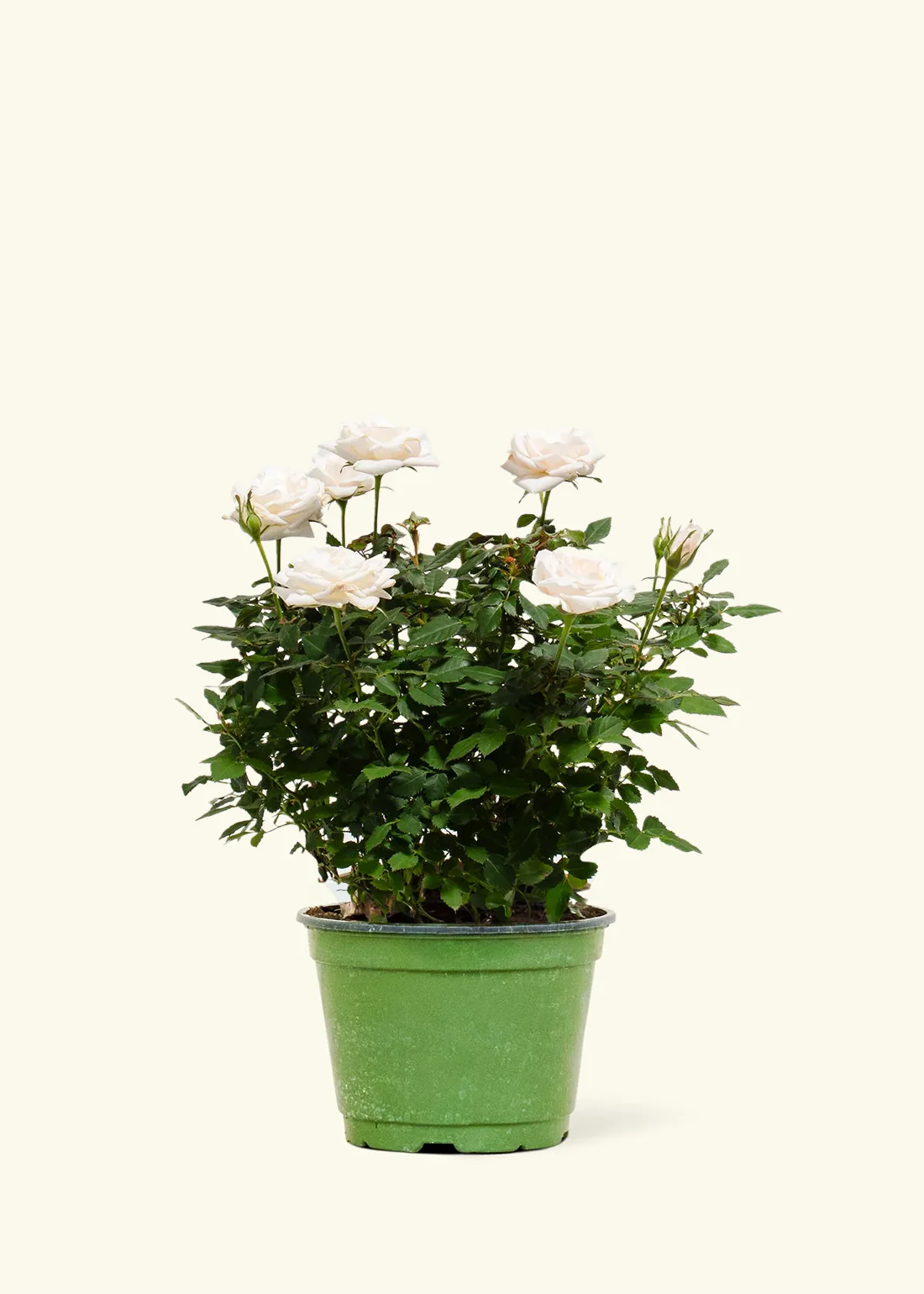 White Mini Rose - Image 8