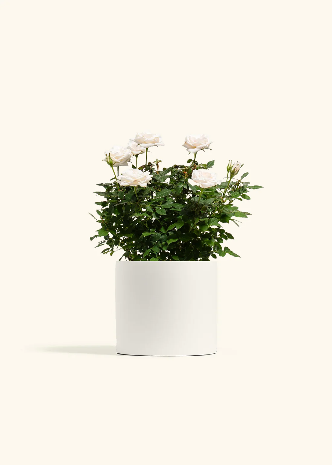 White Mini Rose - Image 9