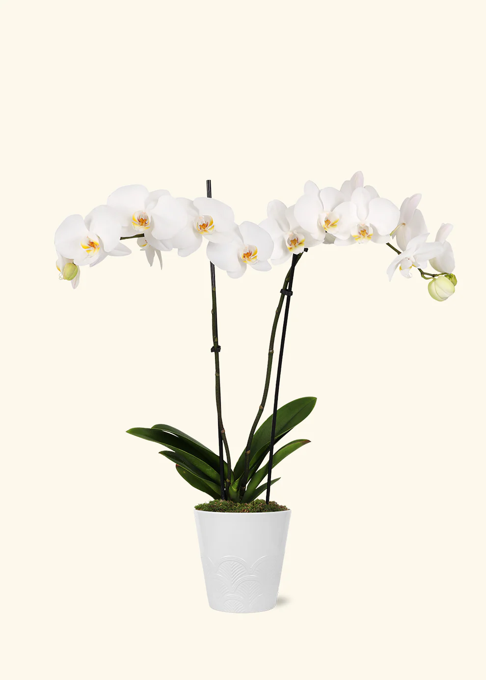 White Orchid - Image 3