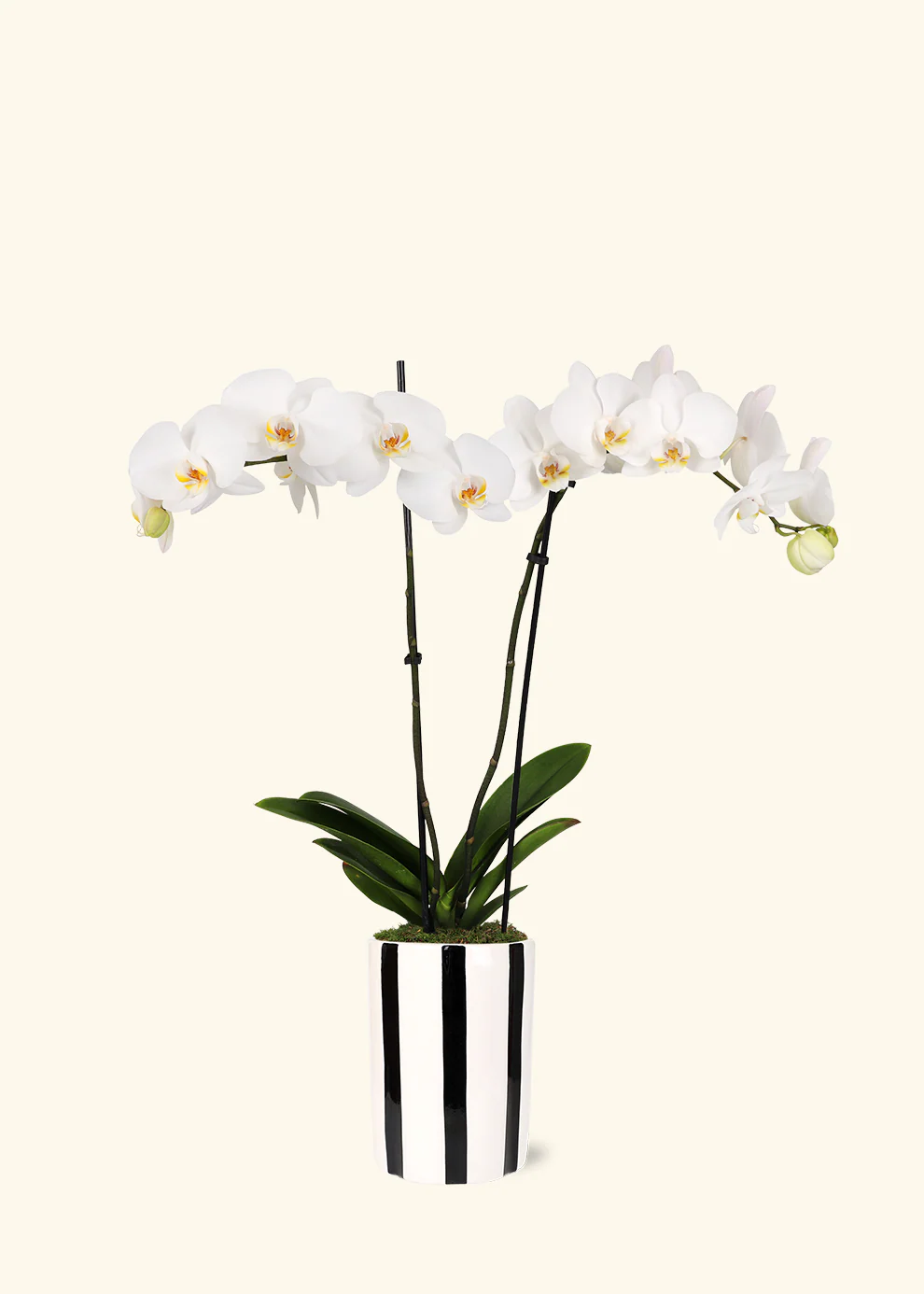 White Orchid - Image 4