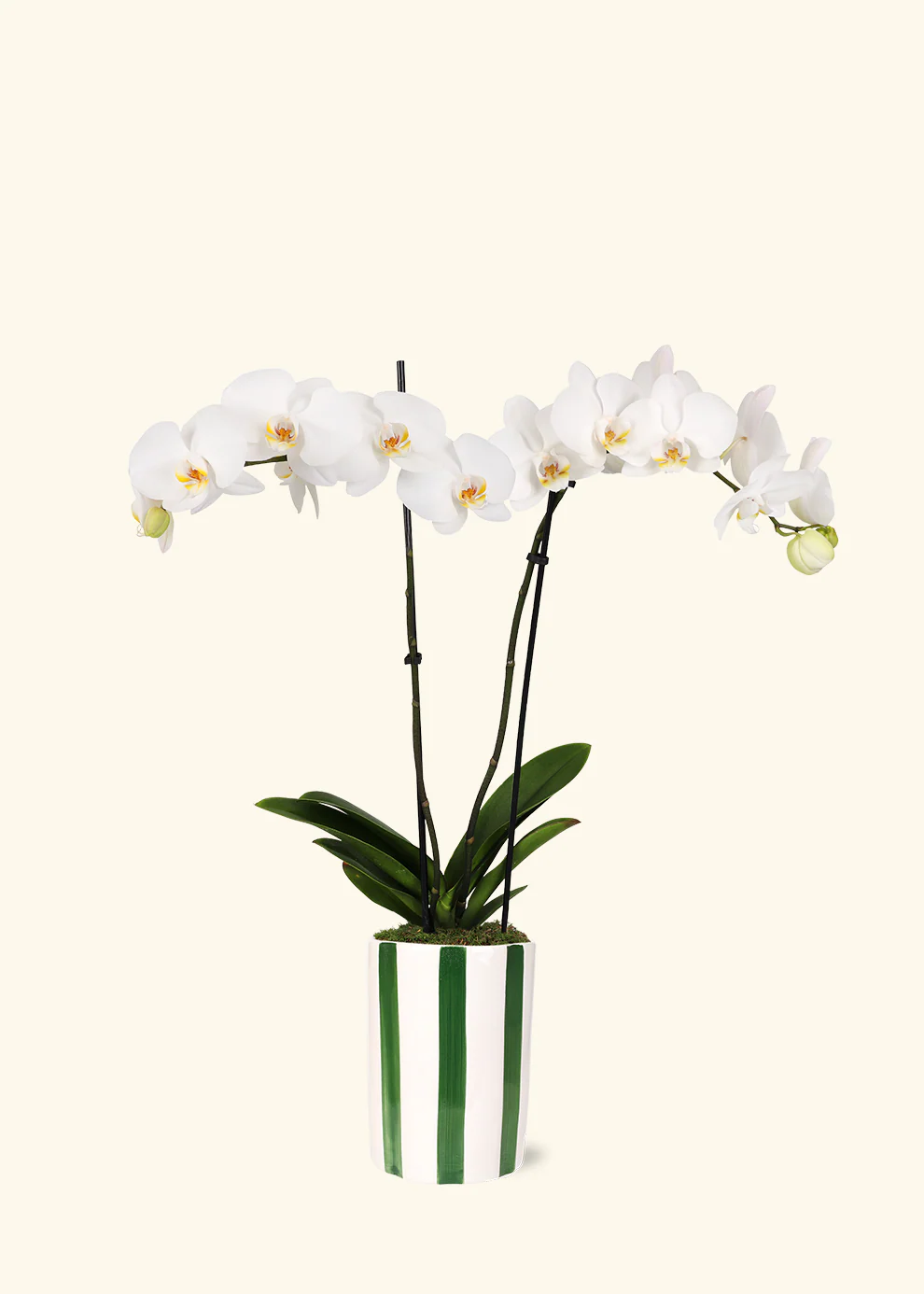 White Orchid - Image 5