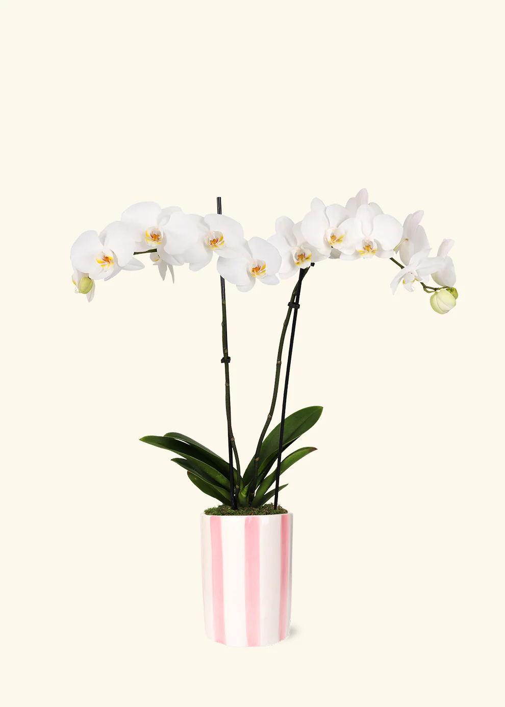 White Orchid - Image 6