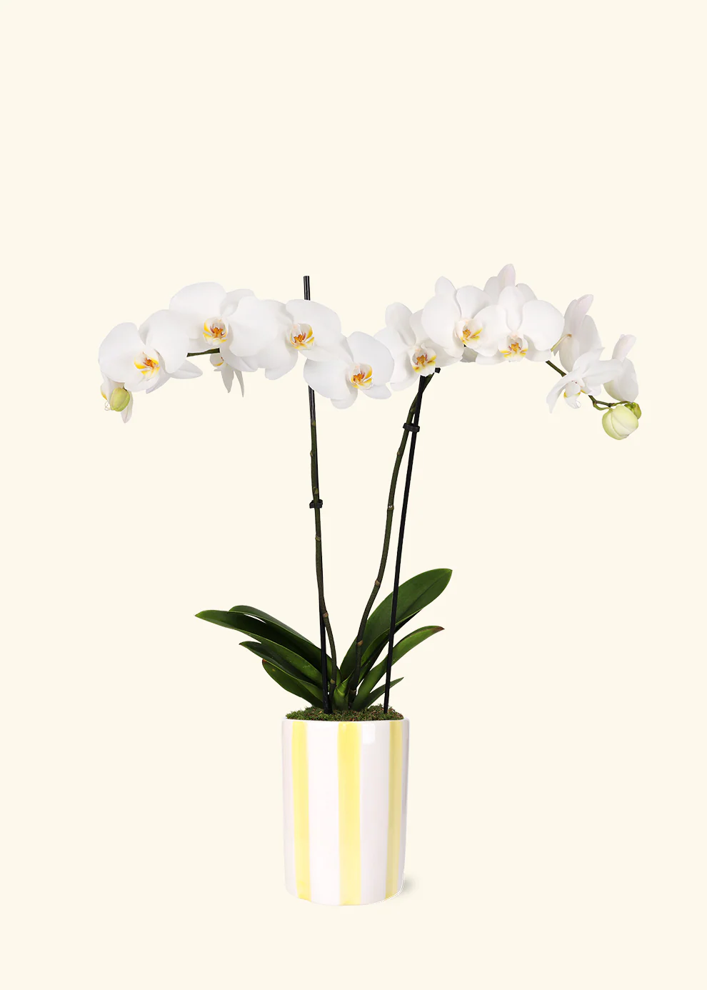 White Orchid - Image 7
