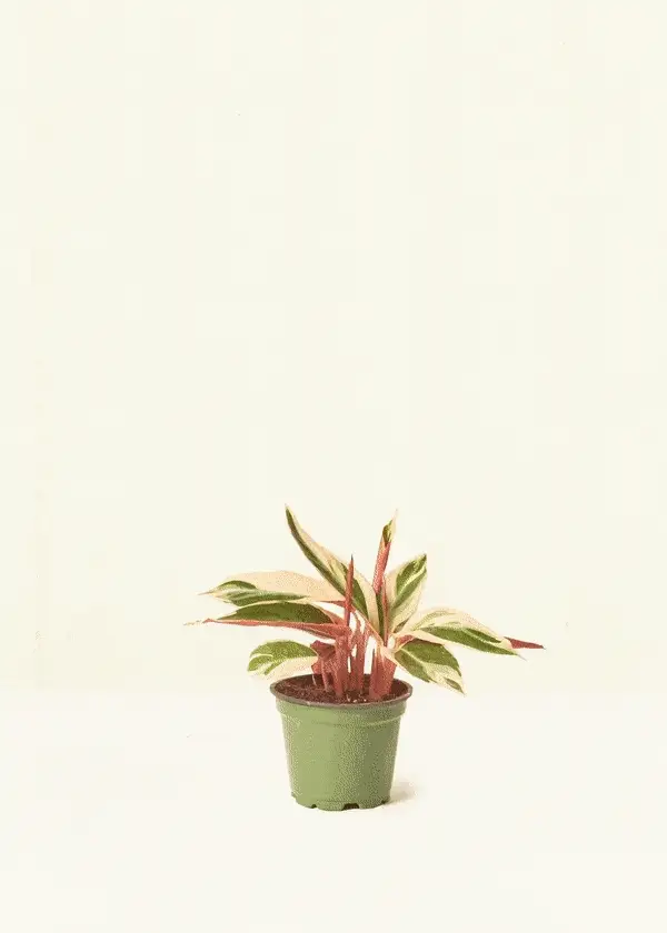 Winter Packaging - Image 3