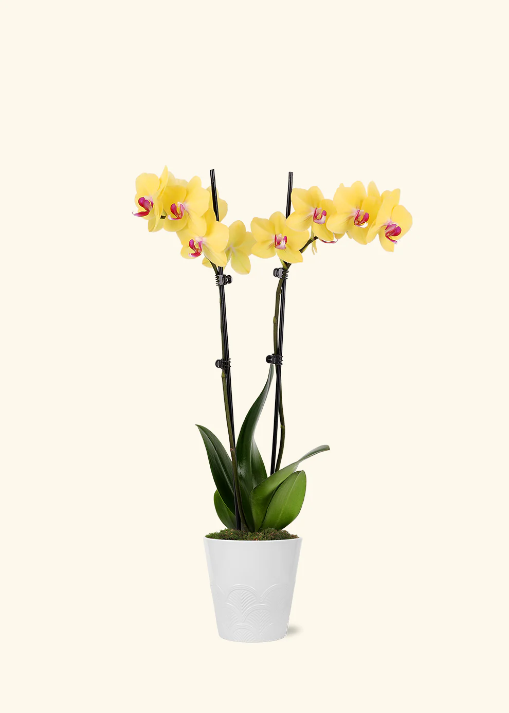 Yellow Orchid - Image 3