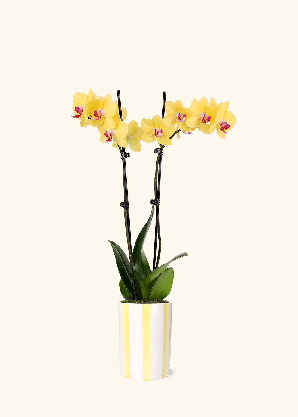 Yellow Orchid - Image 4