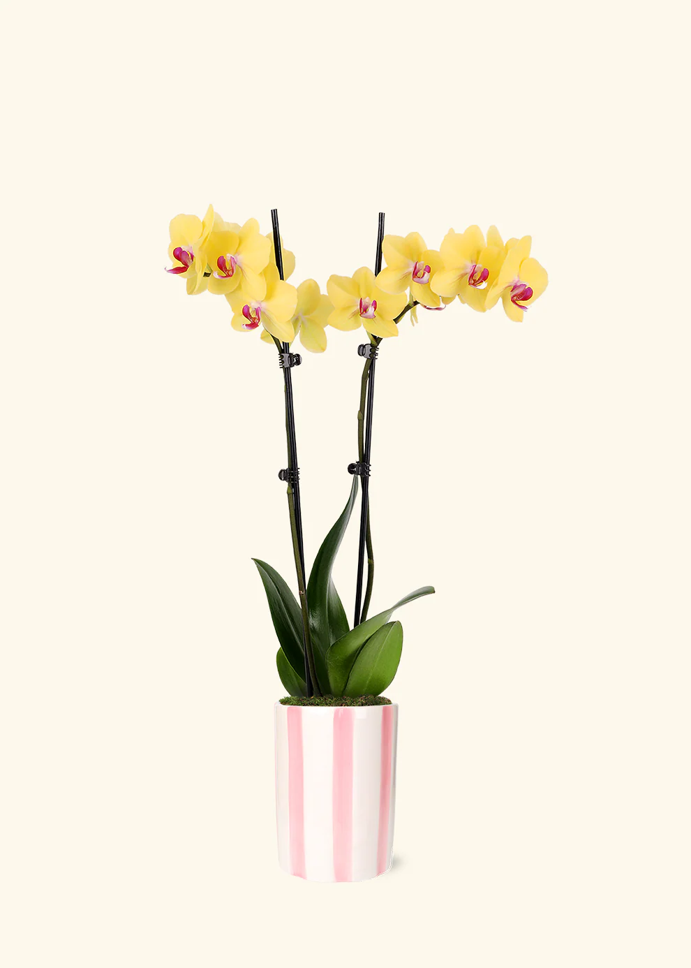 Yellow Orchid - Image 5