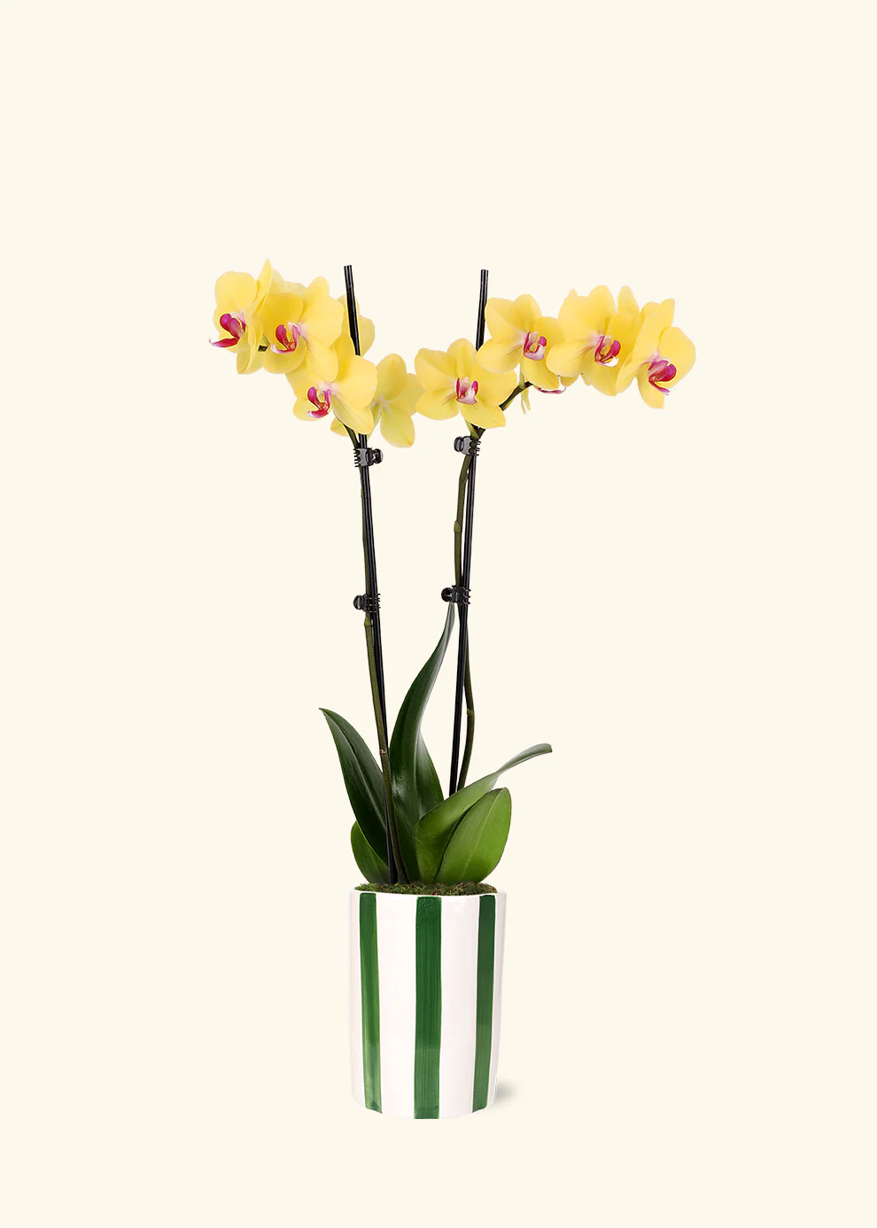 Yellow Orchid - Image 6