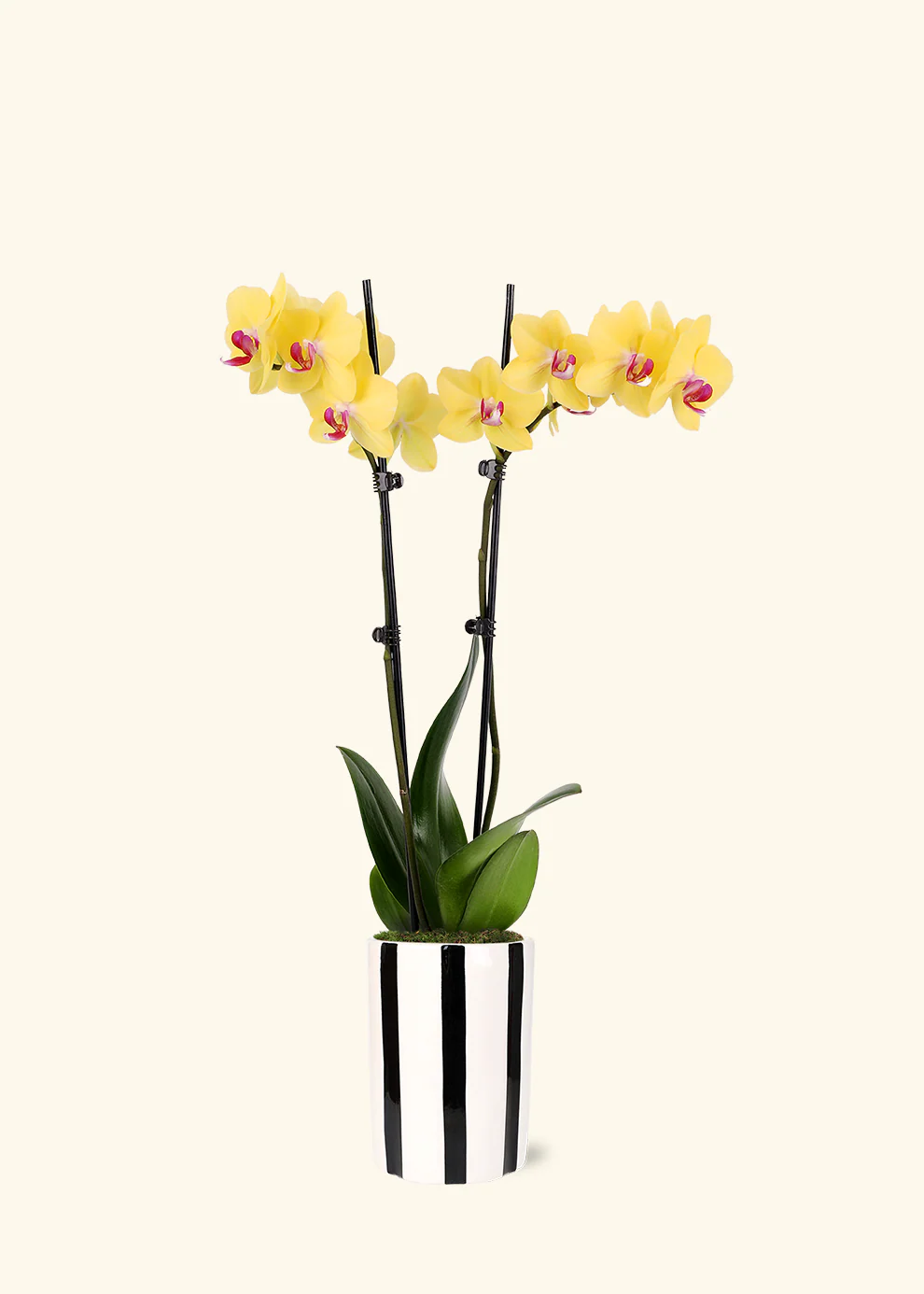 Yellow Orchid - Image 7