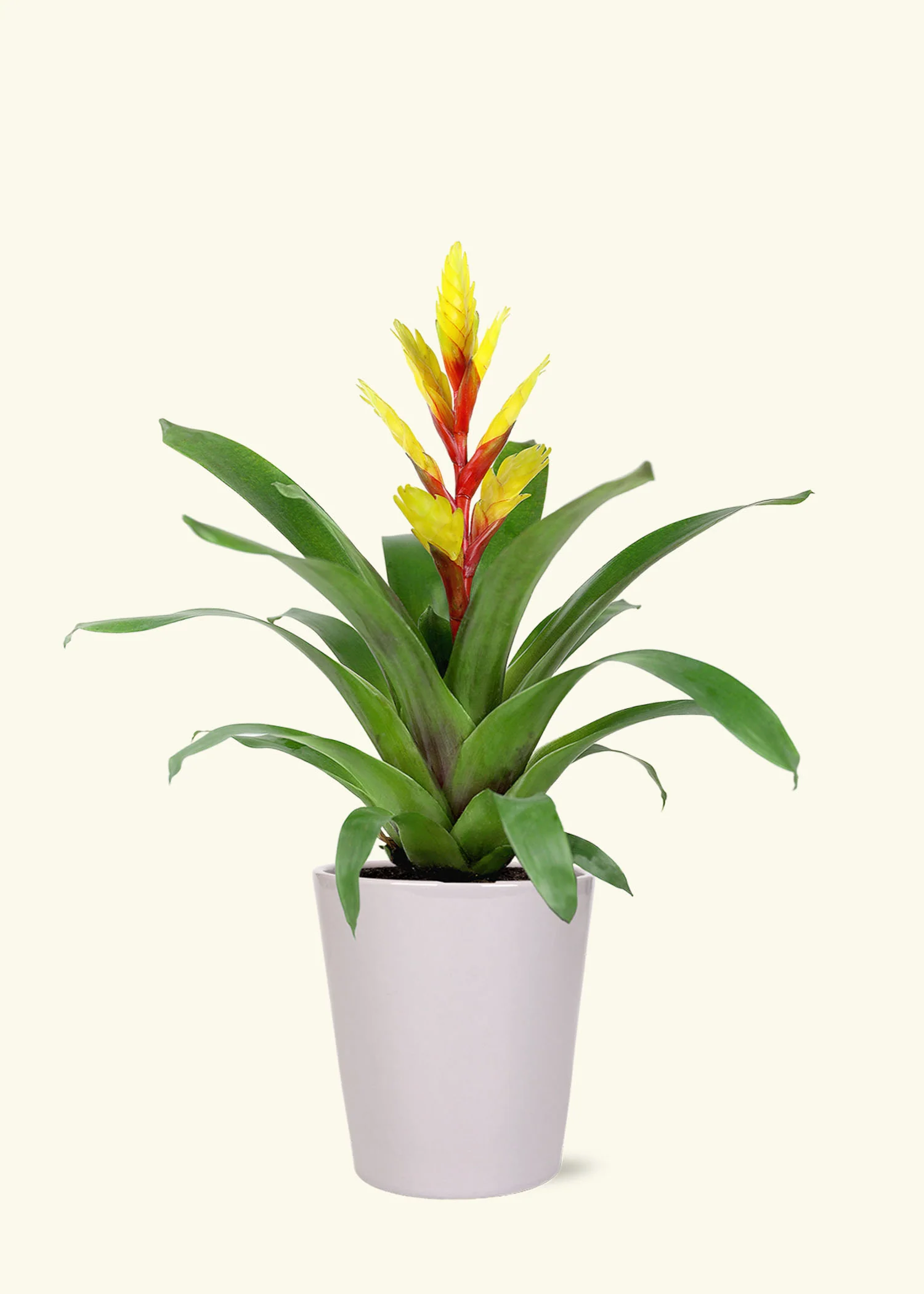 Yellow Bromeliad - Image 3