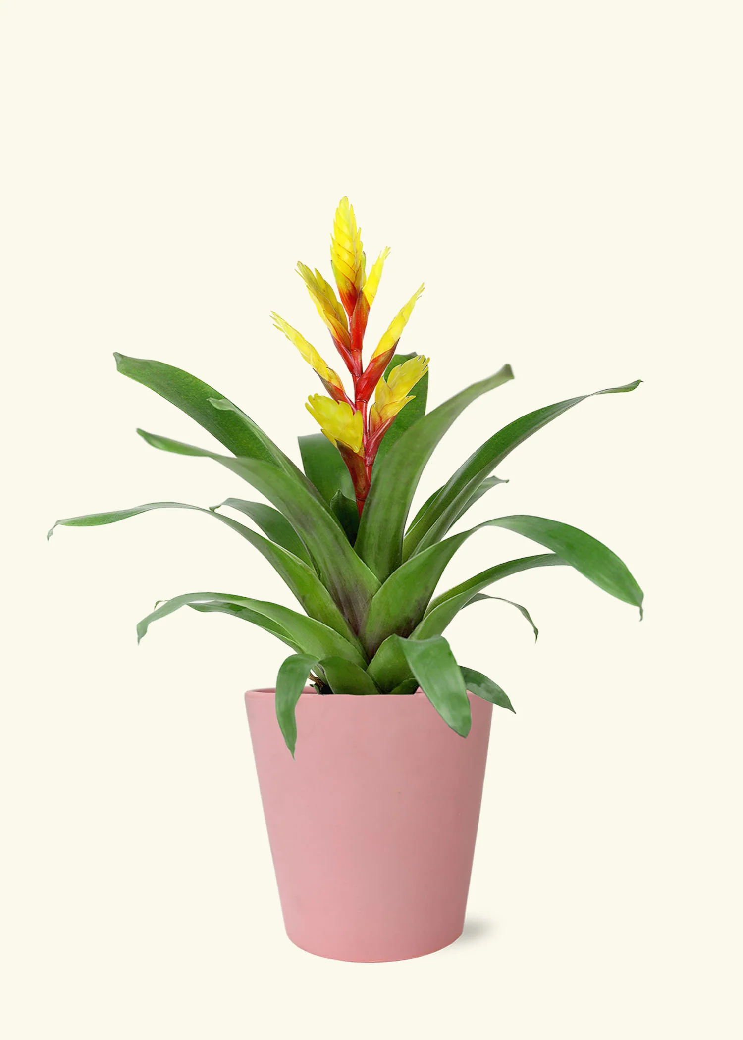 Yellow Bromeliad - Image 4