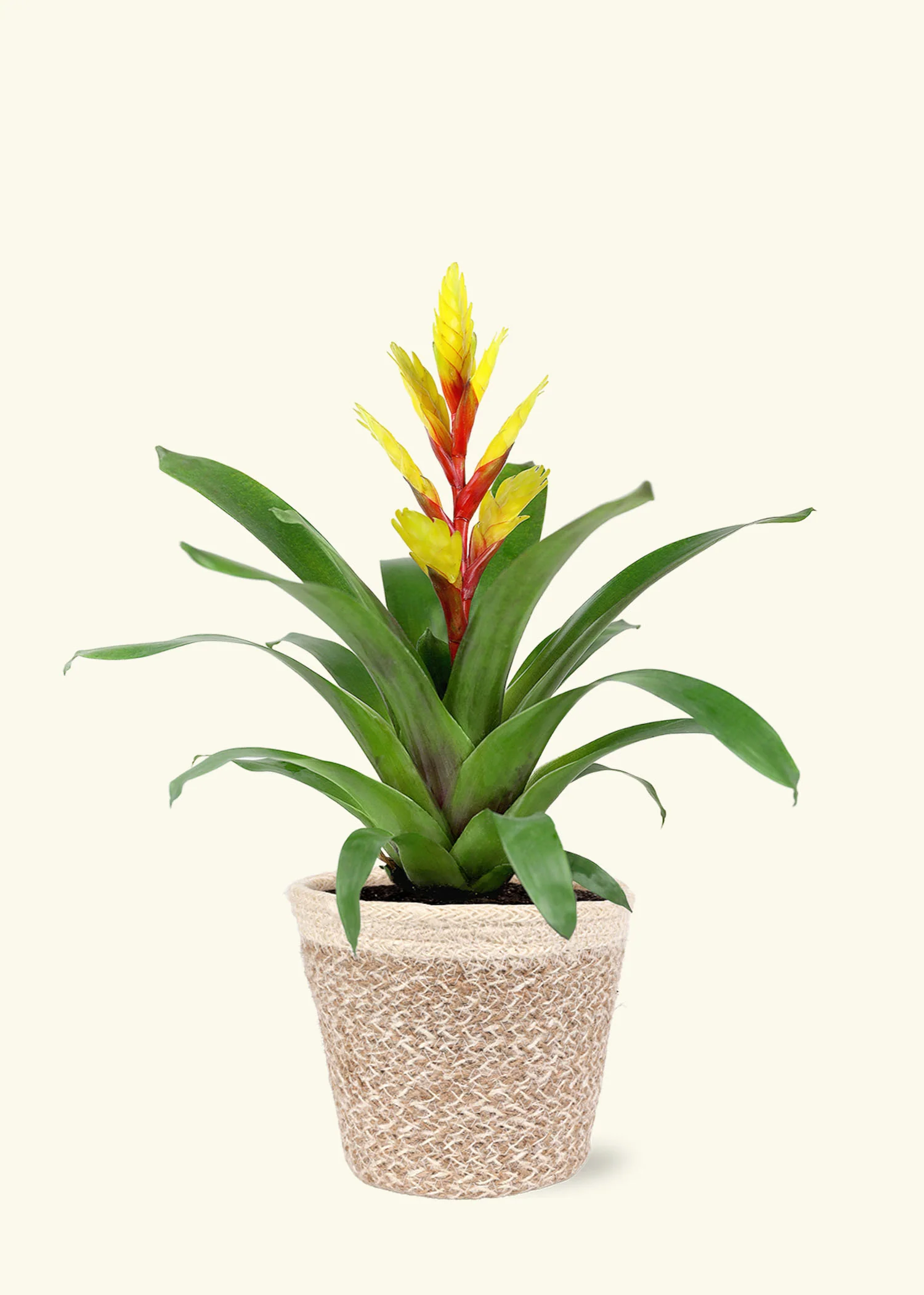 Yellow Bromeliad - Image 5