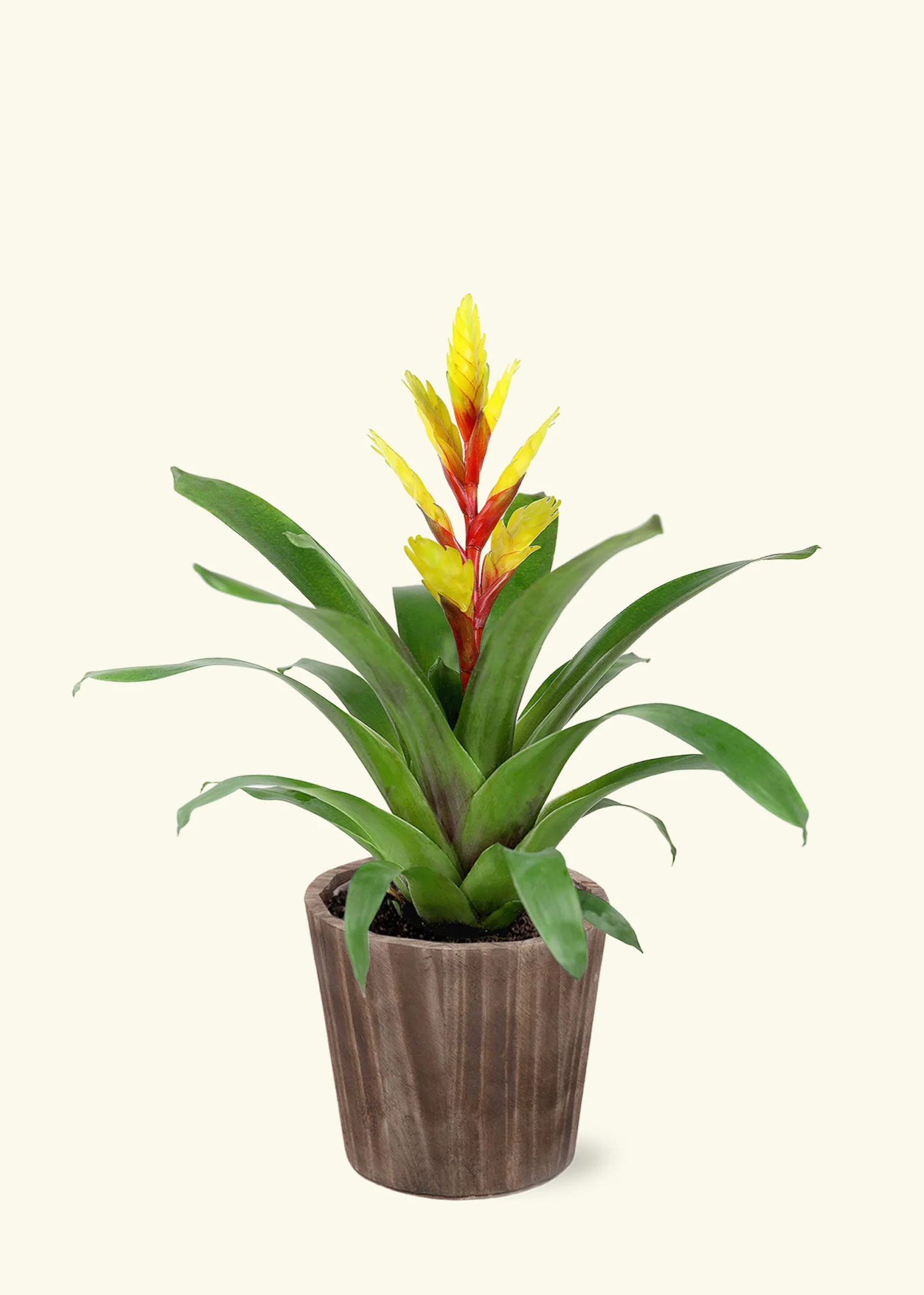 Yellow Bromeliad - Image 6