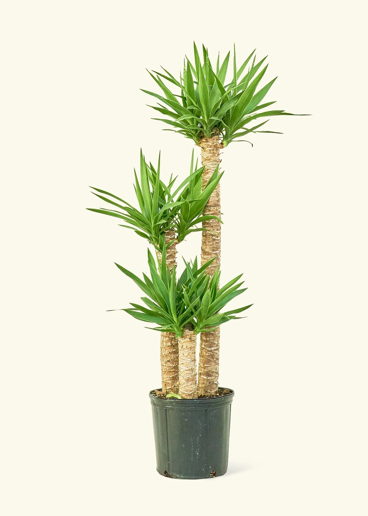 Yucca Cane - Image 3