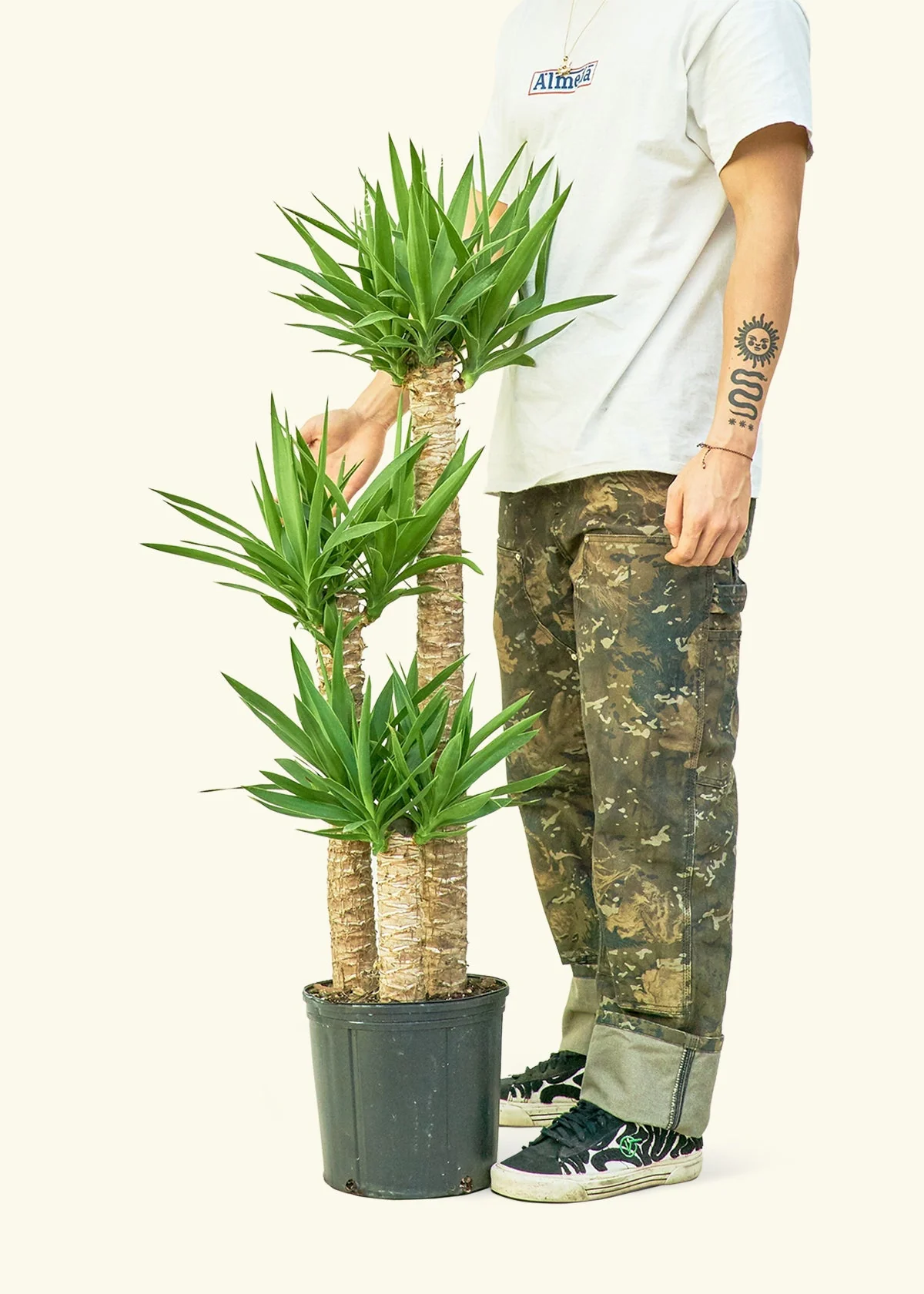 Yucca Cane - Image 4