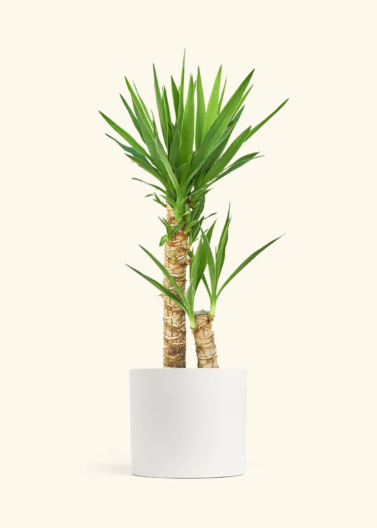 Yucca Cane - Image 5