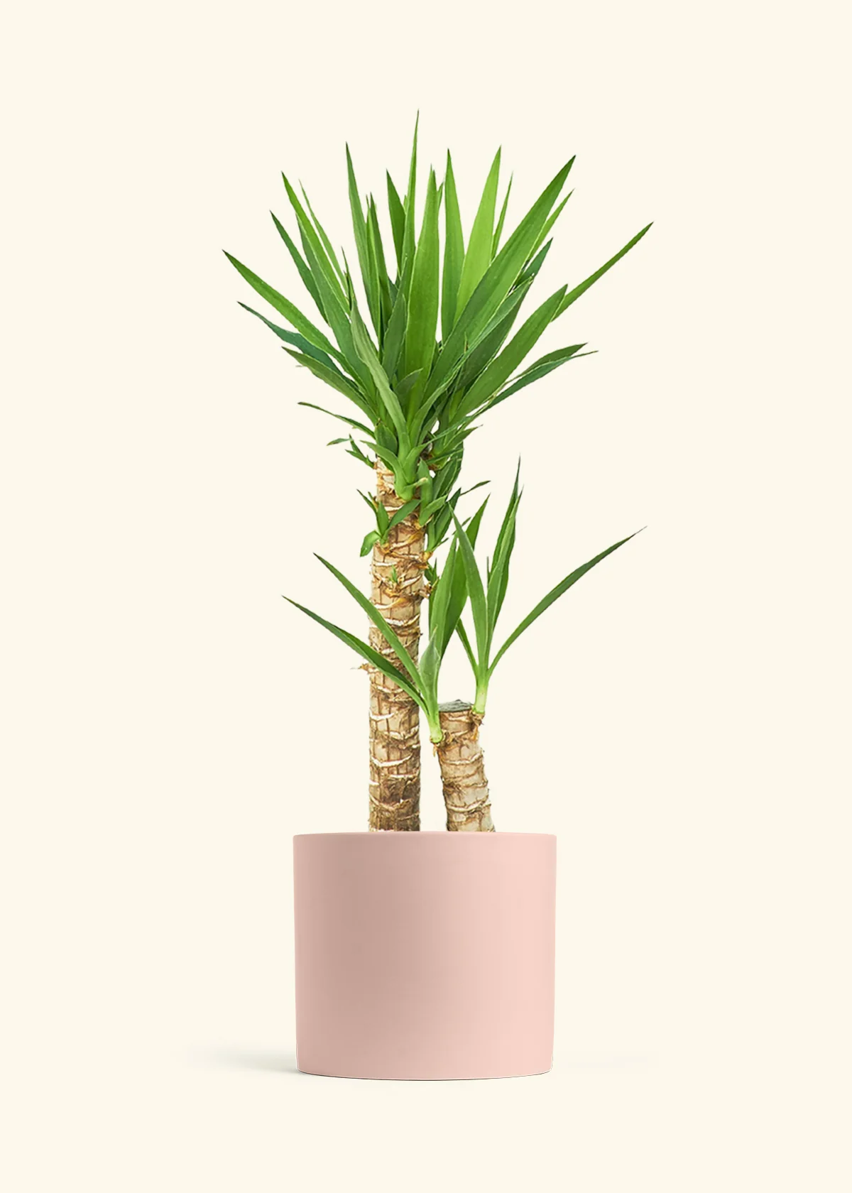 Yucca Cane - Image 6