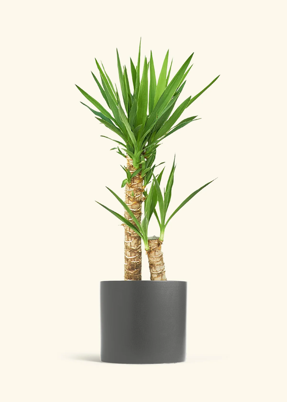 Yucca Cane - Image 7