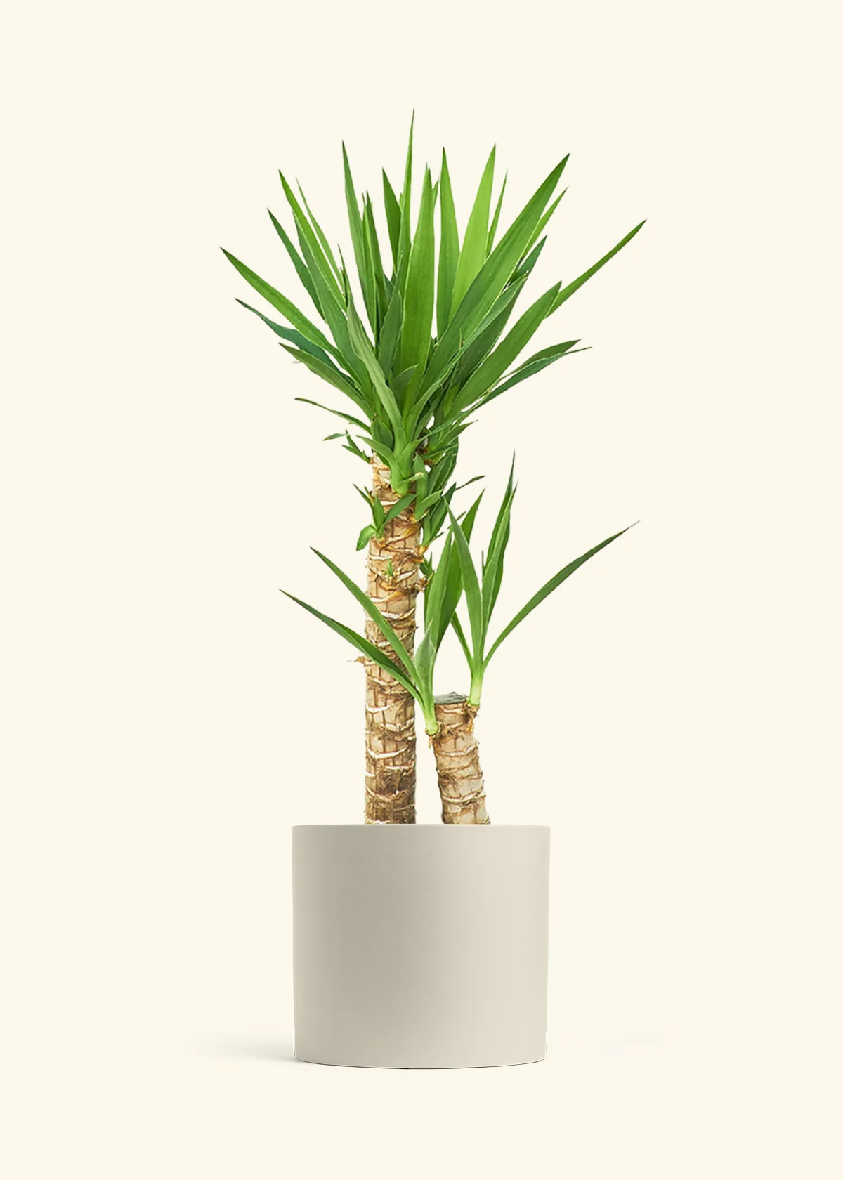 Yucca Cane - Image 8
