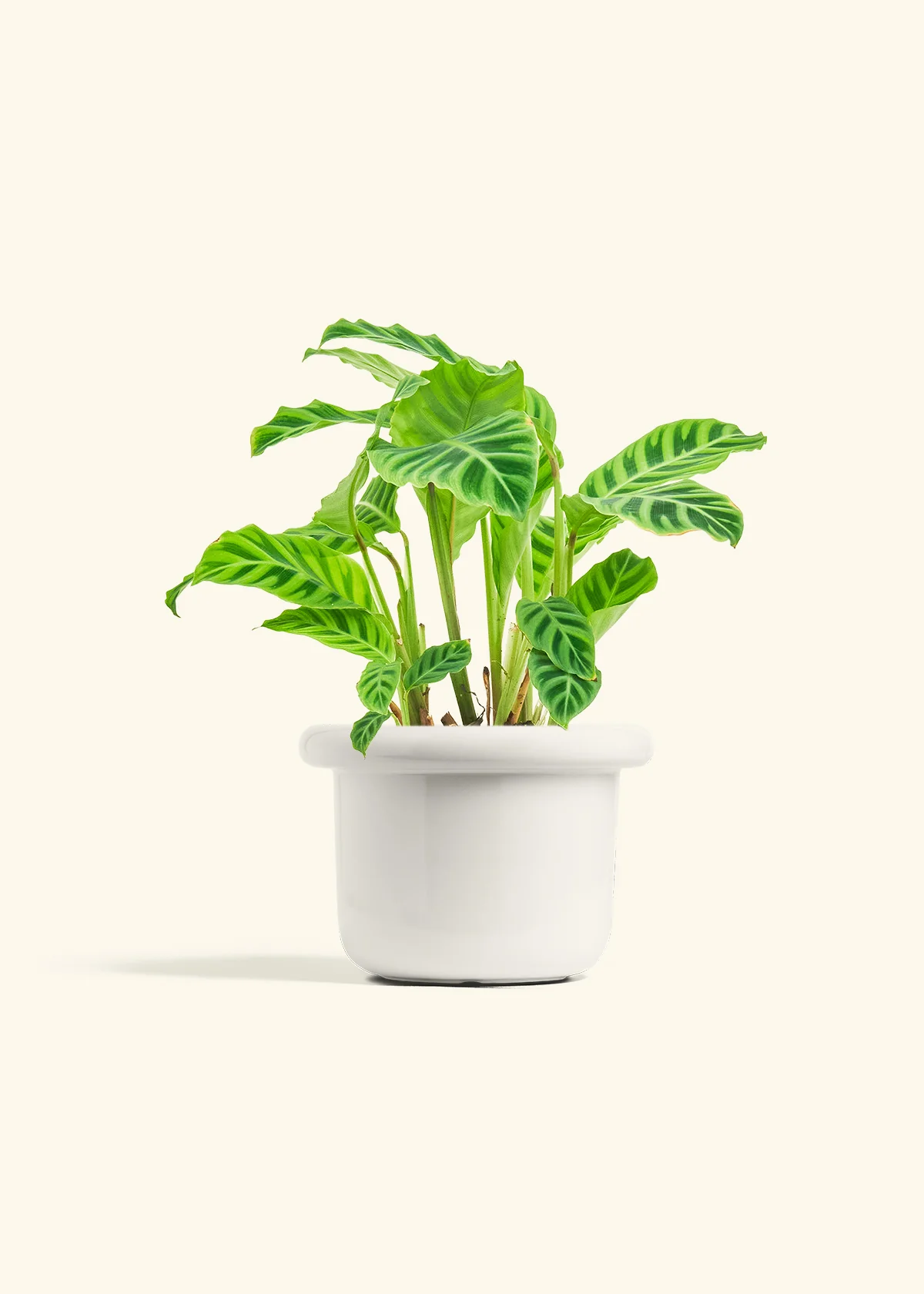 Zebra Calathea - Image 10
