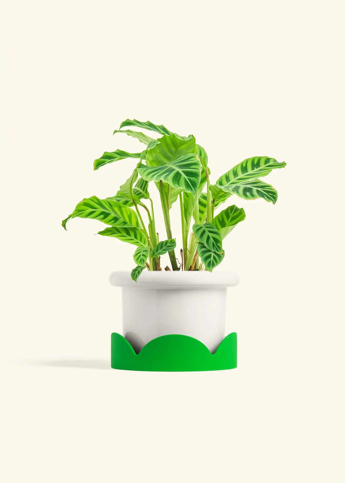 Zebra Calathea - Image 11
