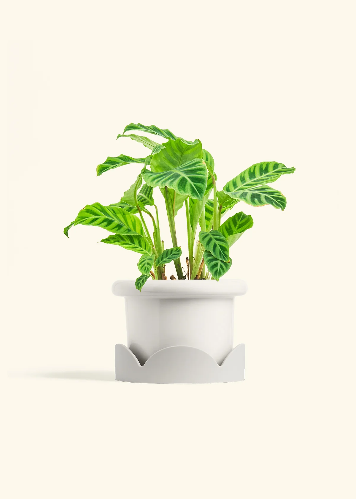 Zebra Calathea - Image 12