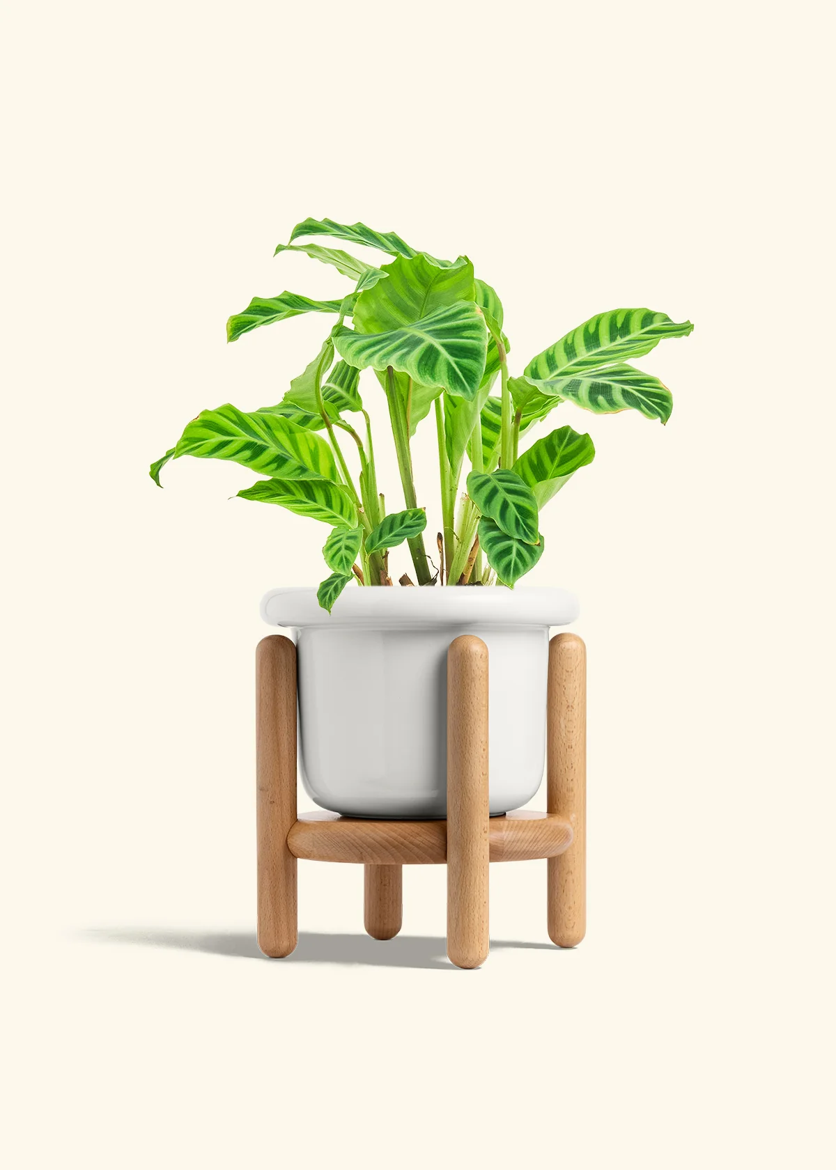 Zebra Calathea - Image 13