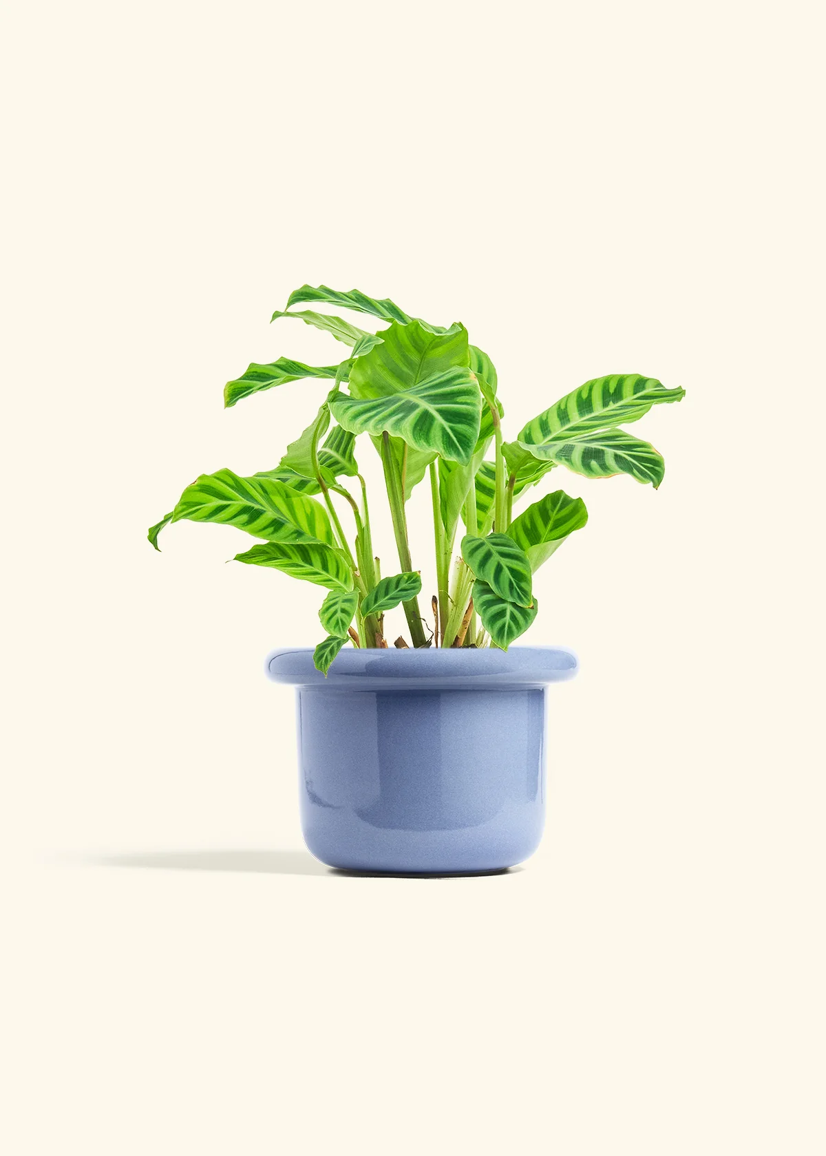 Zebra Calathea - Image 14