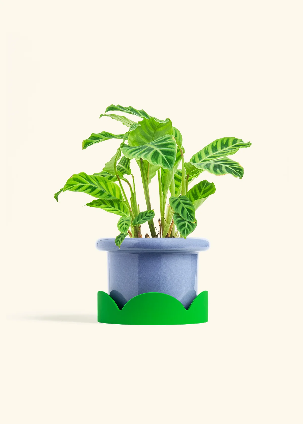 Zebra Calathea - Image 15