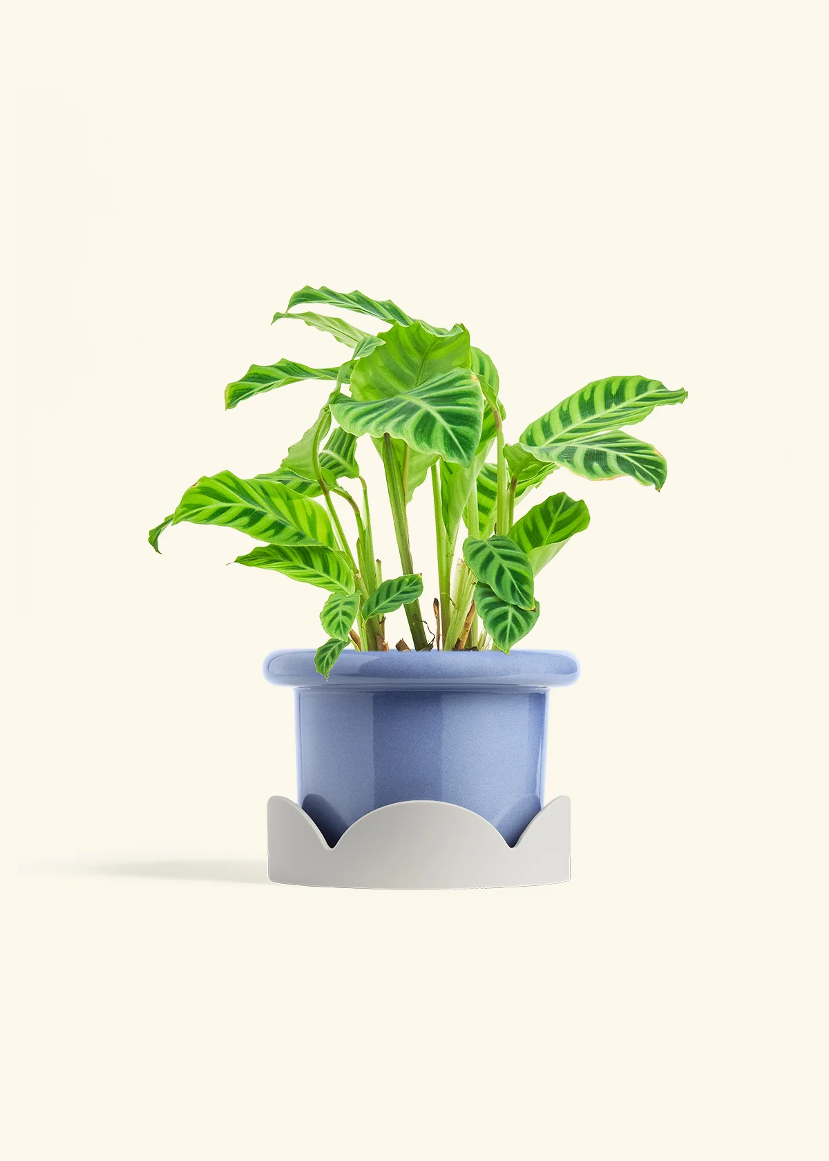 Zebra Calathea - Image 16
