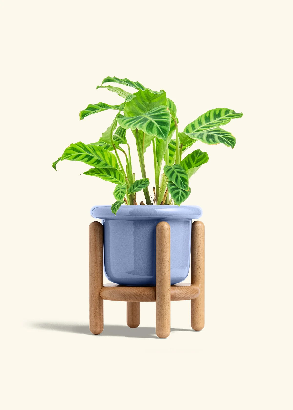 Zebra Calathea - Image 17