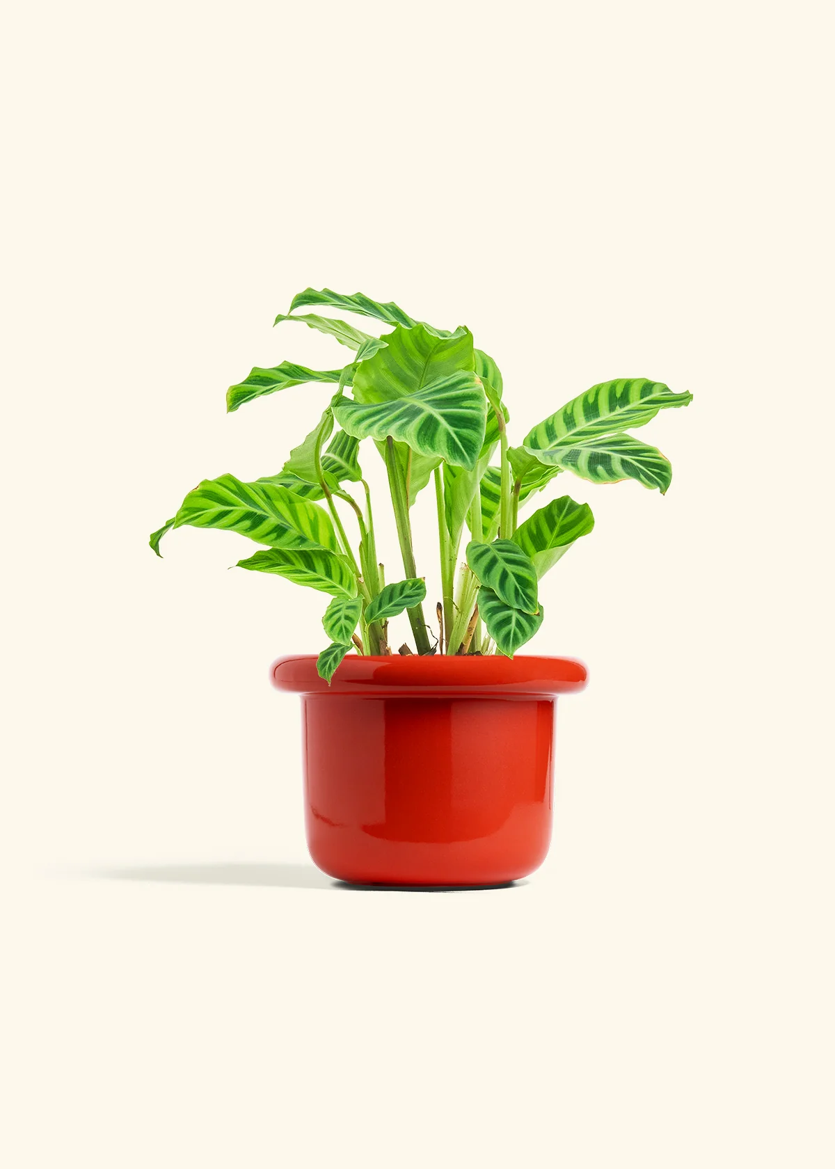Zebra Calathea - Image 18
