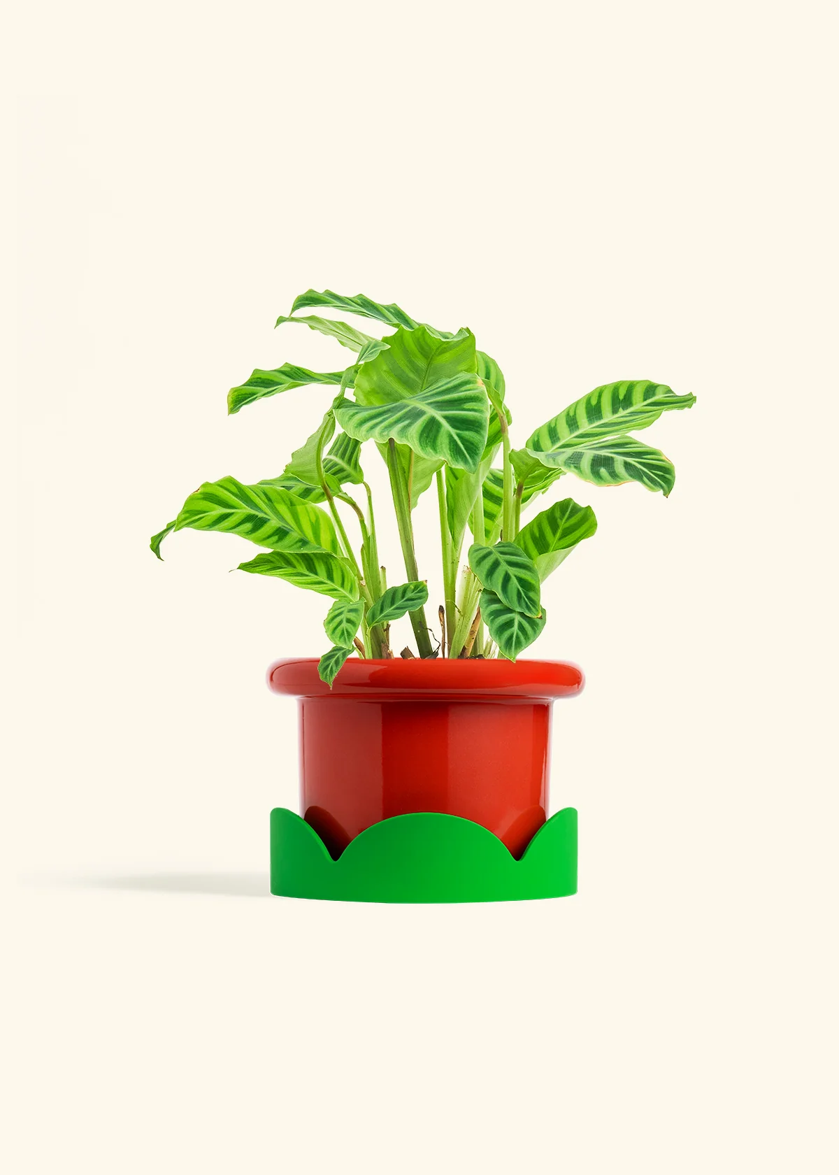 Zebra Calathea - Image 19