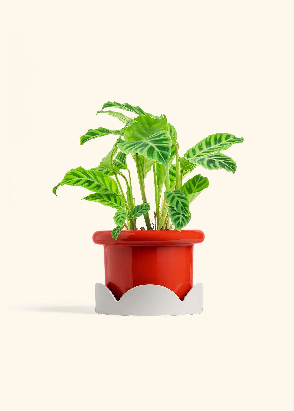 Zebra Calathea - Image 20
