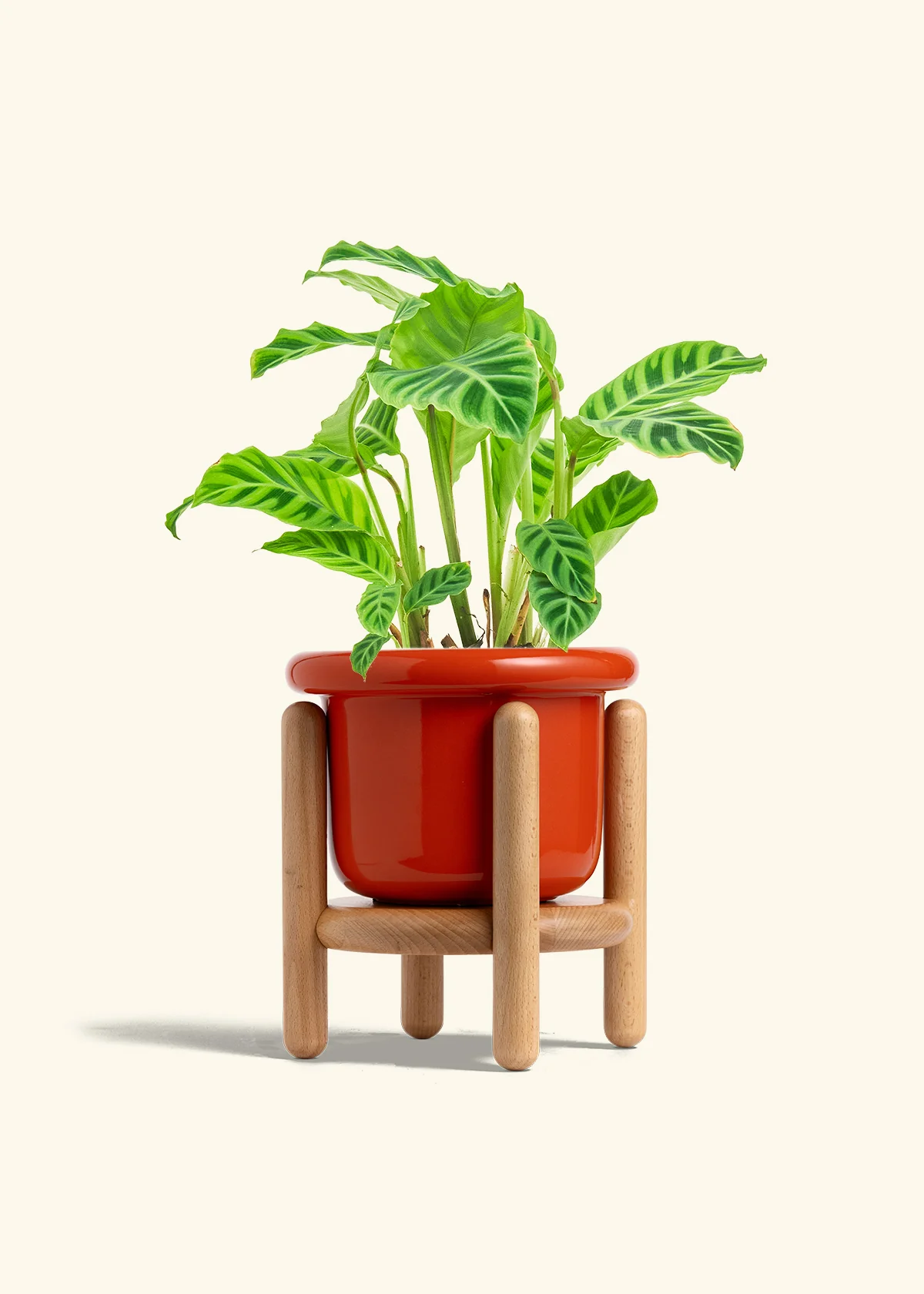 Zebra Calathea - Image 21