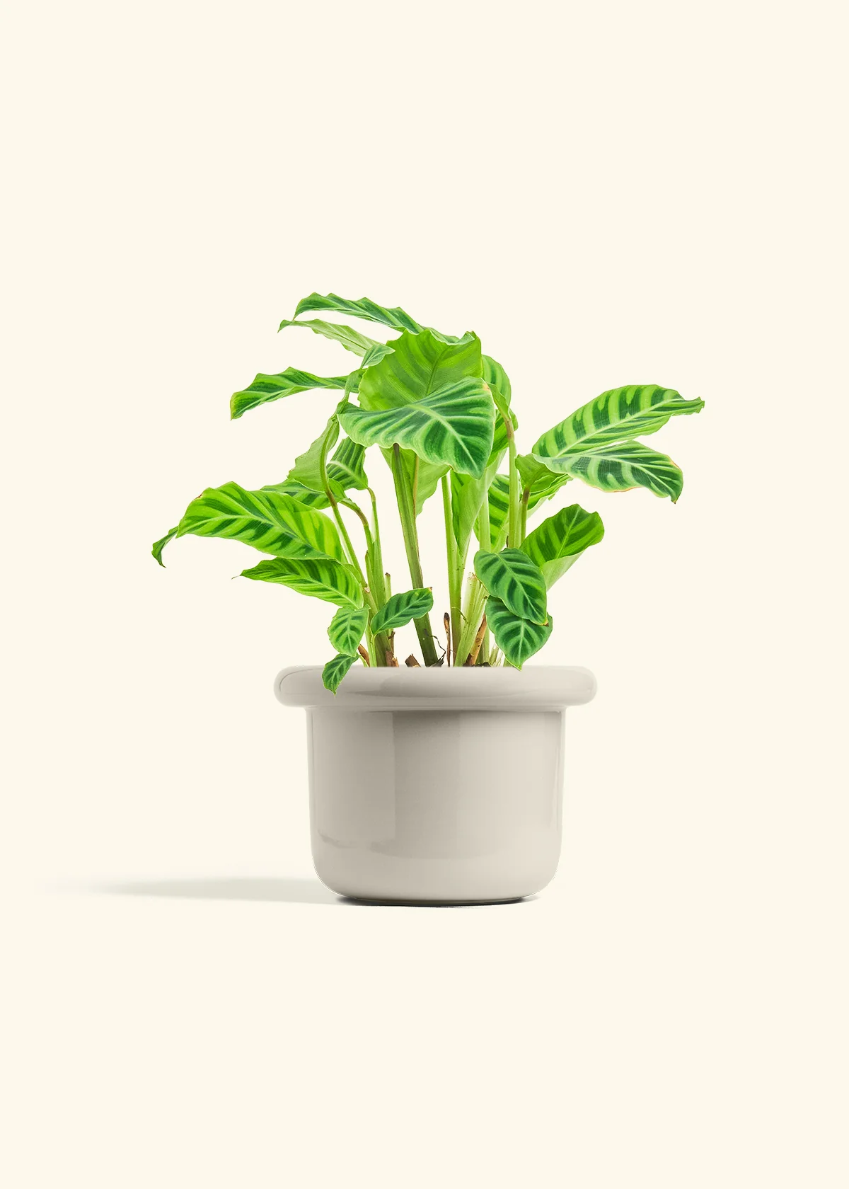 Zebra Calathea - Image 22