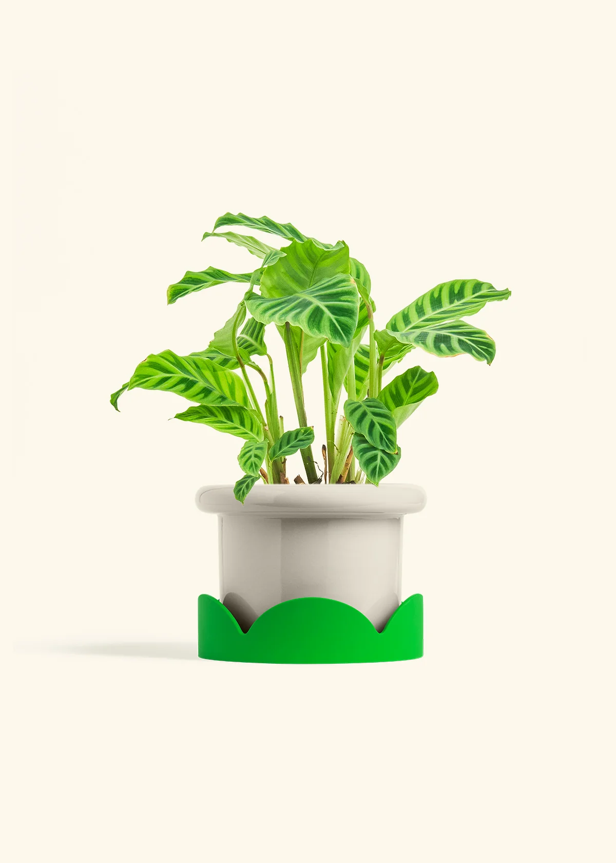 Zebra Calathea - Image 23