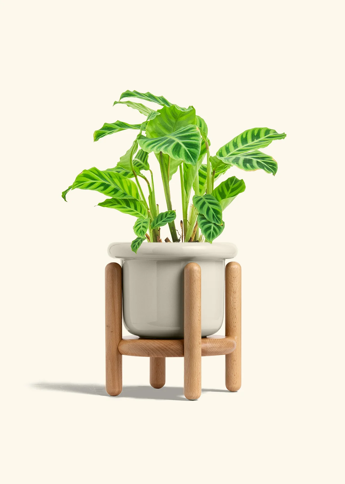 Zebra Calathea - Image 25