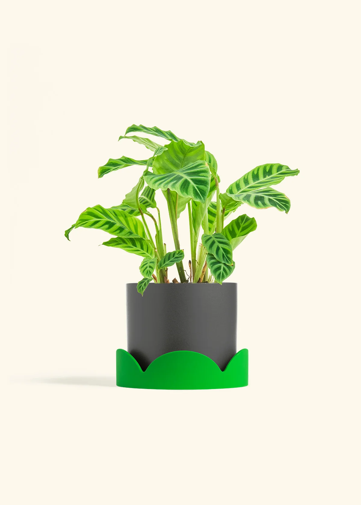 Zebra Calathea - Image 26